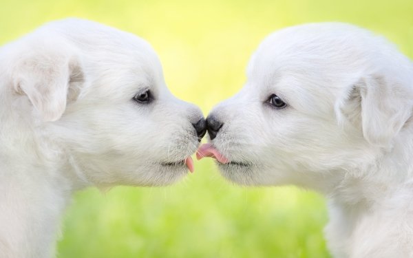 Animal Samoyed Dogs Puppy HD Wallpaper | Background Image