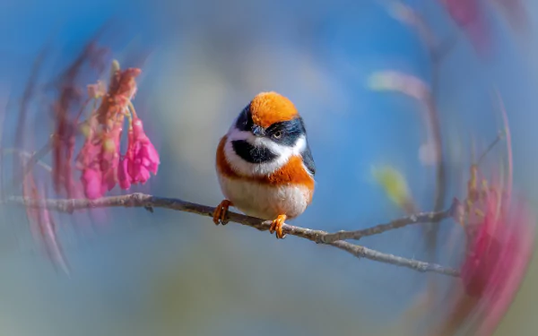 black-throated tit Animal titmouse HD Desktop Wallpaper | Background Image