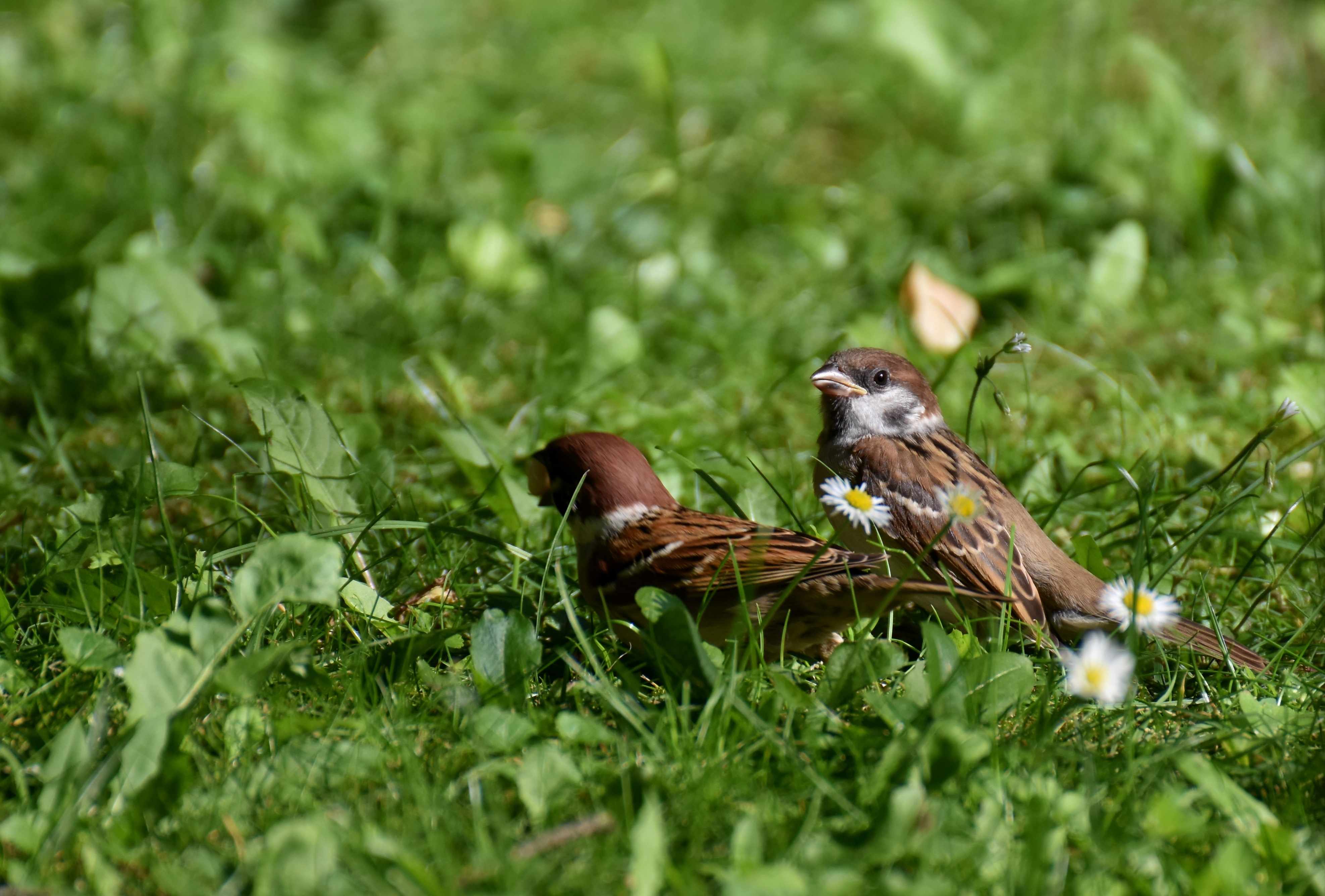Animal Sparrow HD Wallpaper | Background Image