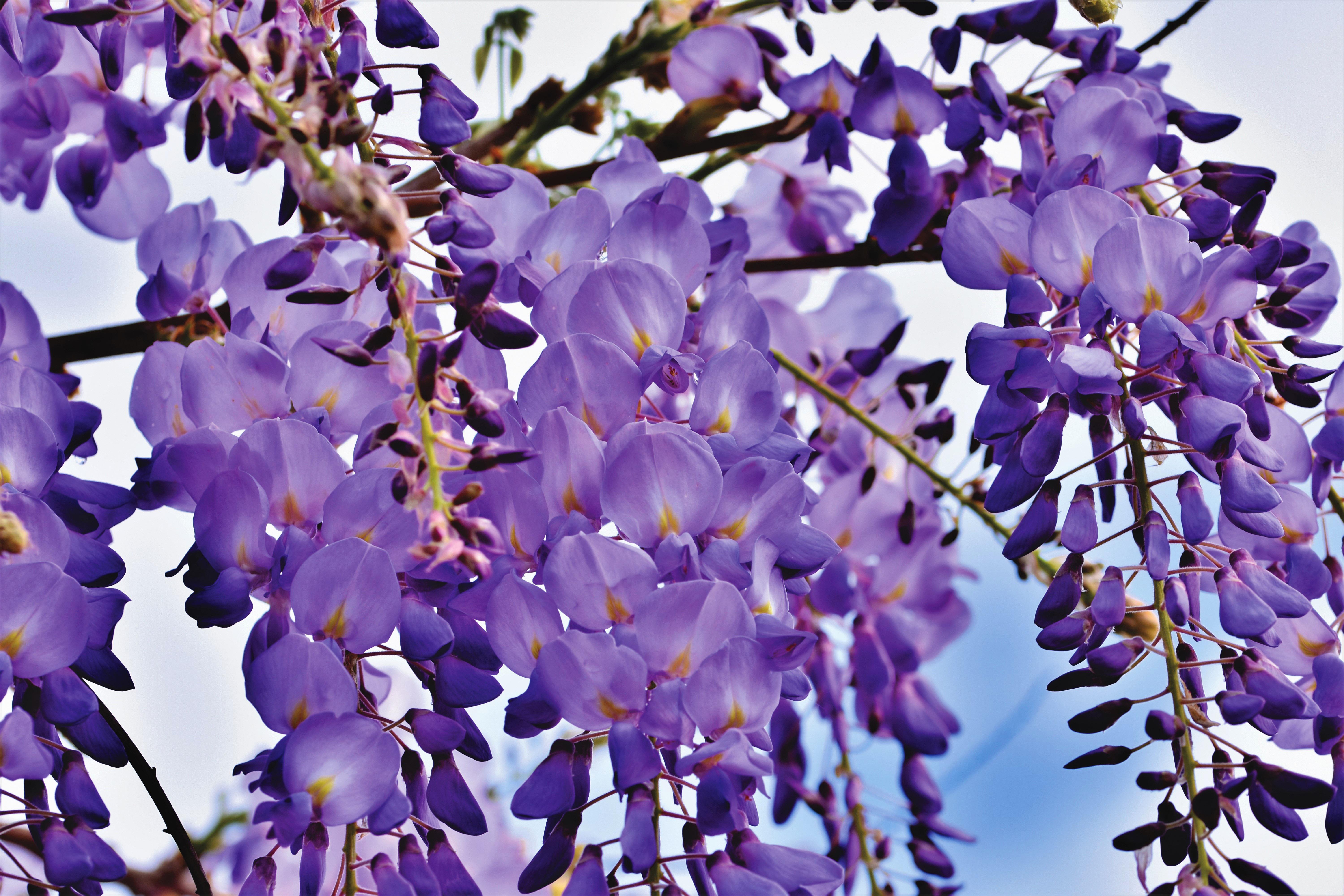 Download Nature Wisteria 4k Ultra HD Wallpaper by Ralphs_Fotos