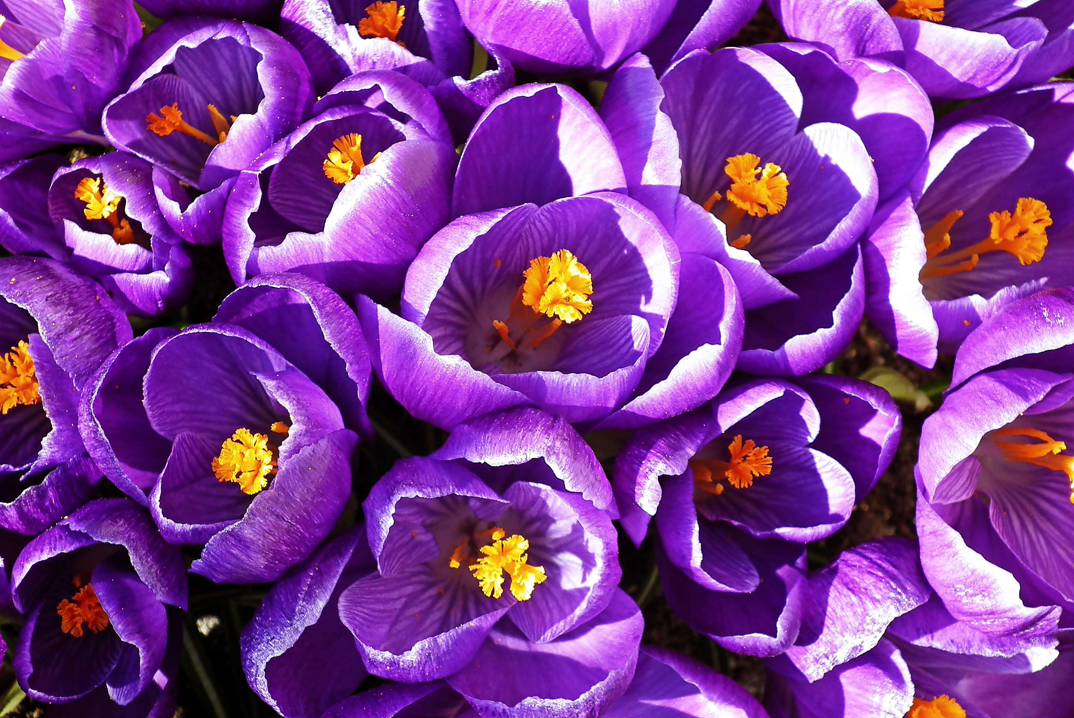 Фиолетовые первоцветы. Первоцвет сиреневый Крокус. Крокус фиолетовый первоцвет. Фиалка Крокус весенний. Сиреневые цветы.