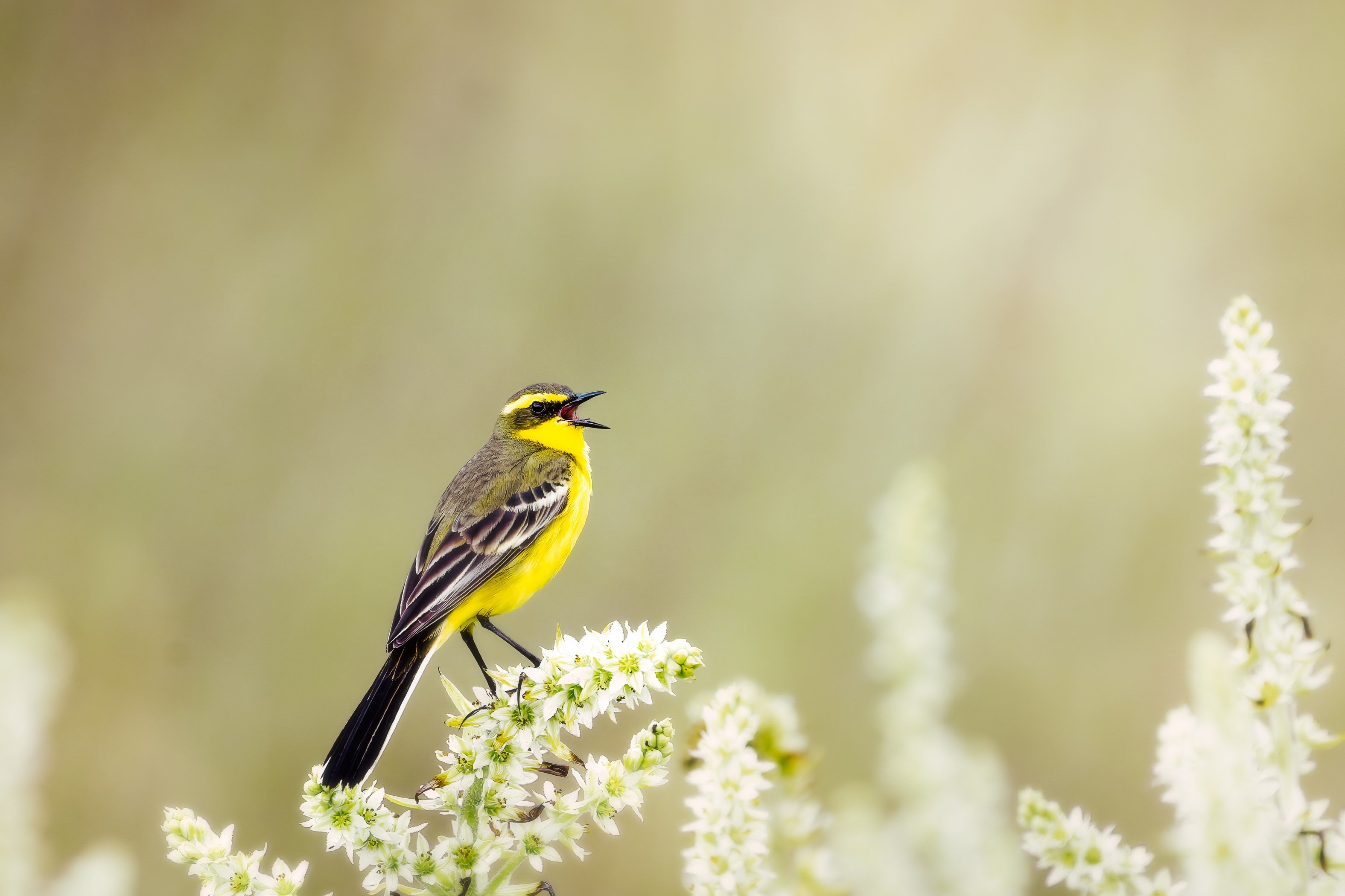 Animal Wagtail HD Wallpaper | Background Image