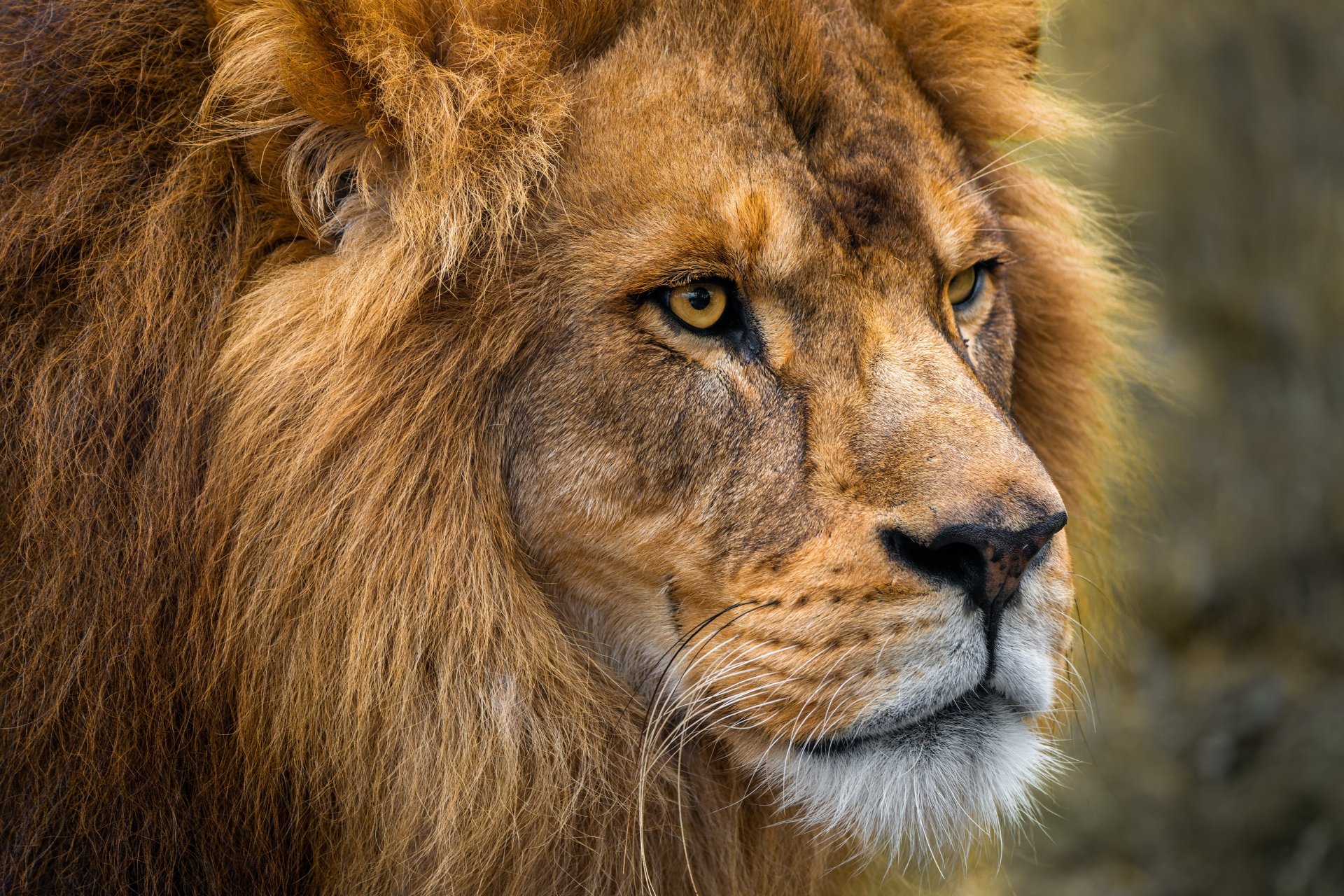 8K Ultra HD PC desktop wallpaper and background: close-up portrait of a male lion with golden mane, piercing eyes and detailed fur against a softly blurred natural backdrop.