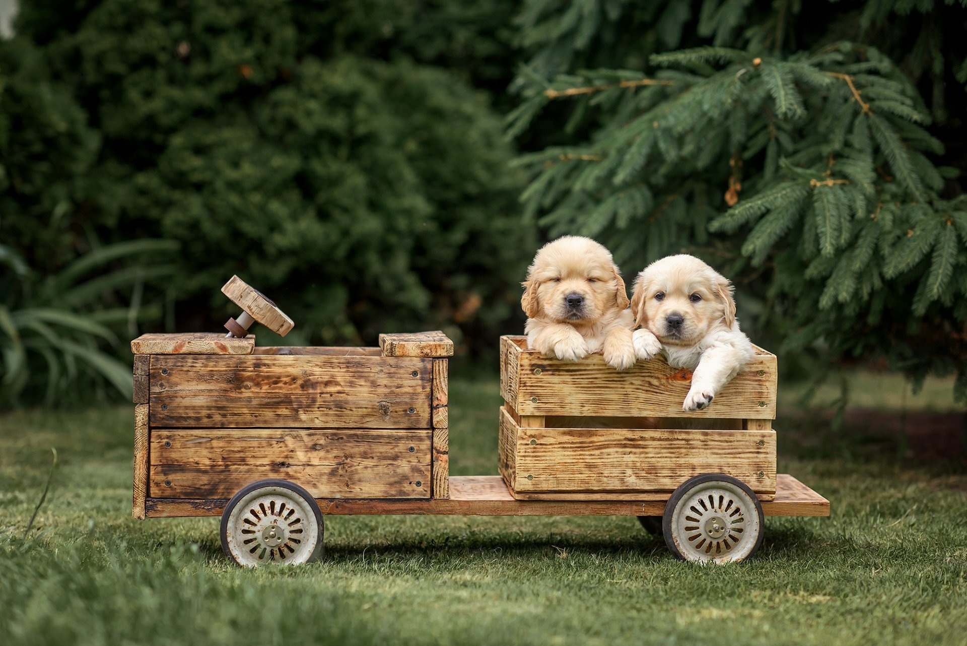 Download Puppy Animal Golden Retriever HD Wallpaper by Victoria Dubrovskaya