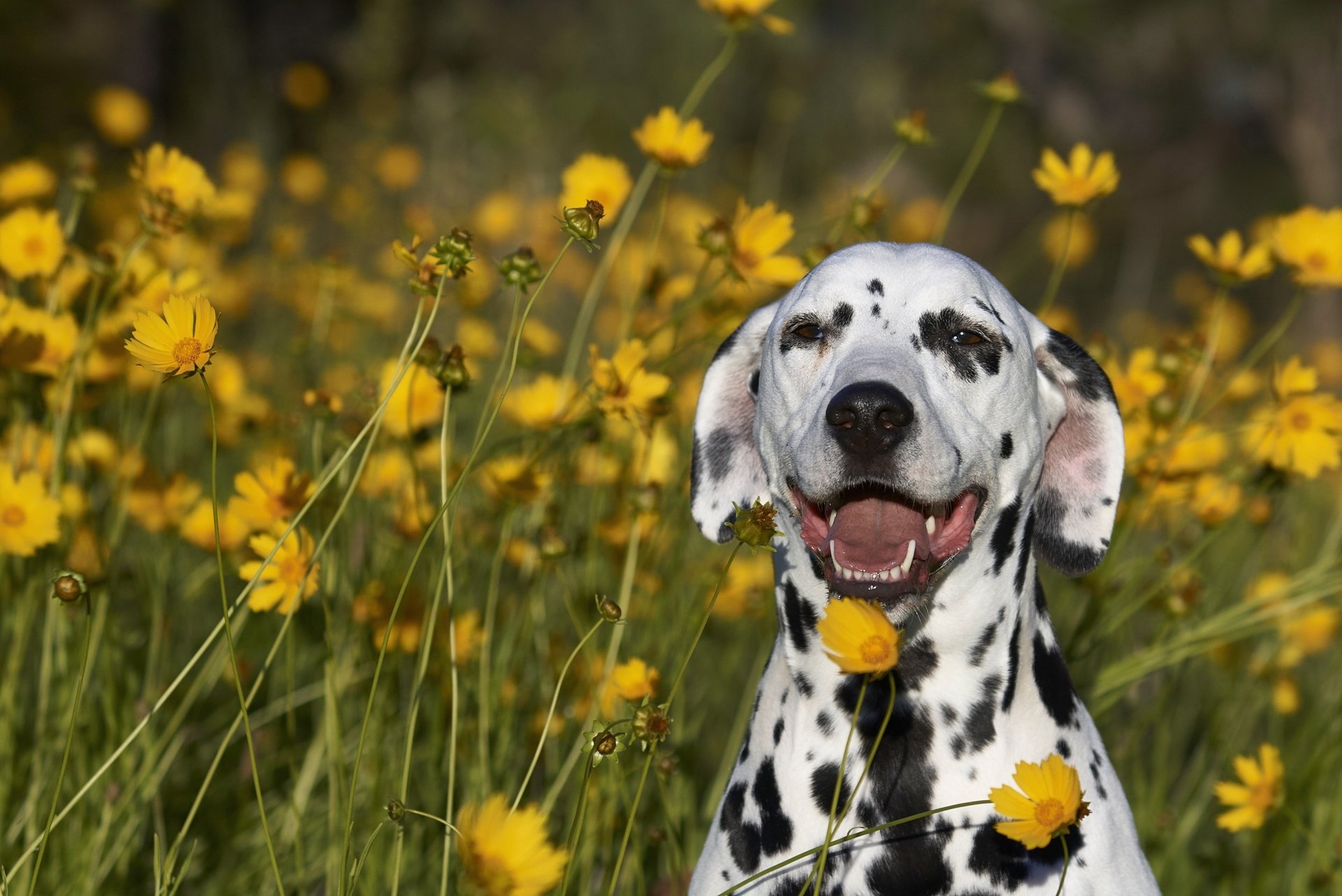 Download Animal Dalmatian HD Wallpaper