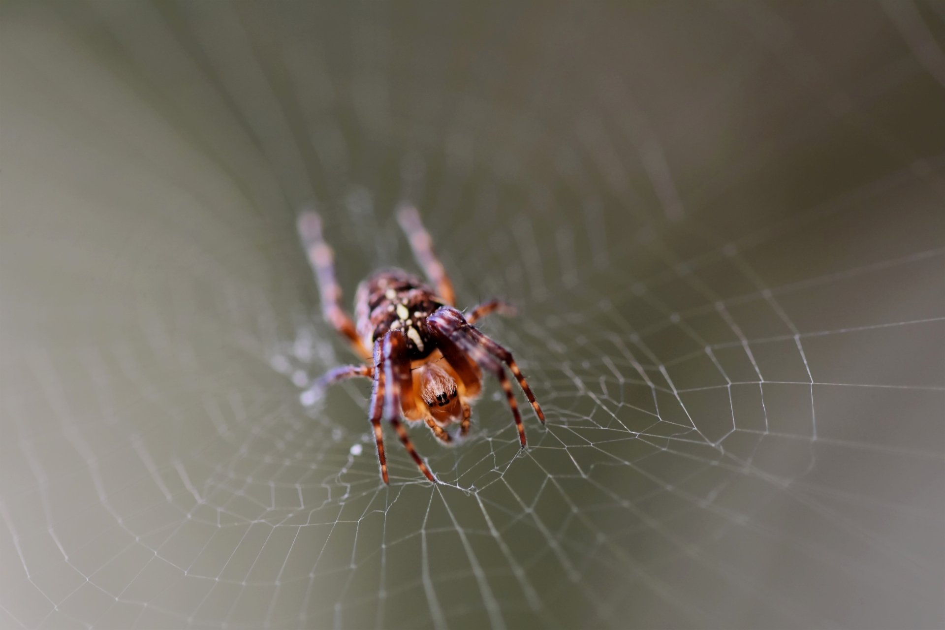 Download Animal Spider 4k Ultra HD Wallpaper by Ralphs_Fotos