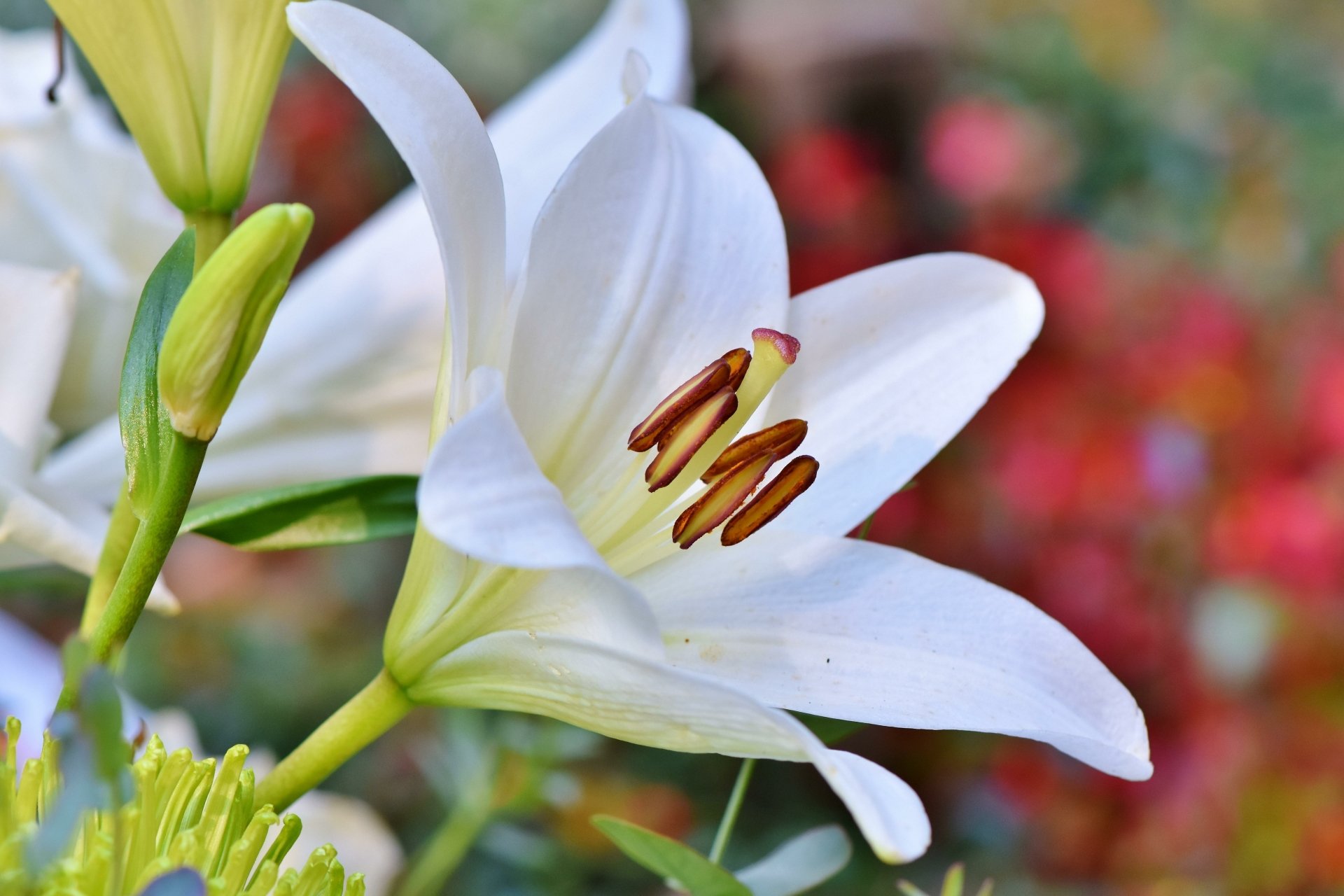 Download Nature Lily 4k Ultra HD Wallpaper by Ralphs_Fotos