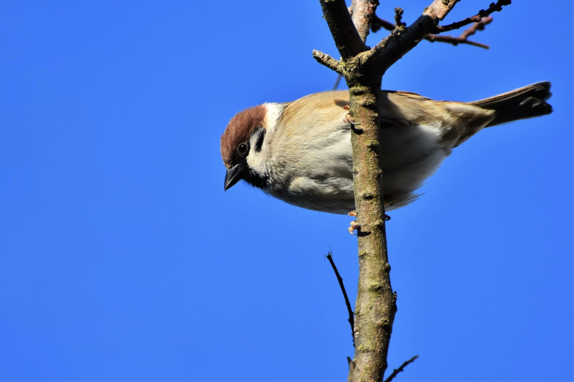 Download Animal Sparrow 4k Ultra HD Wallpaper by Ralphs_Fotos