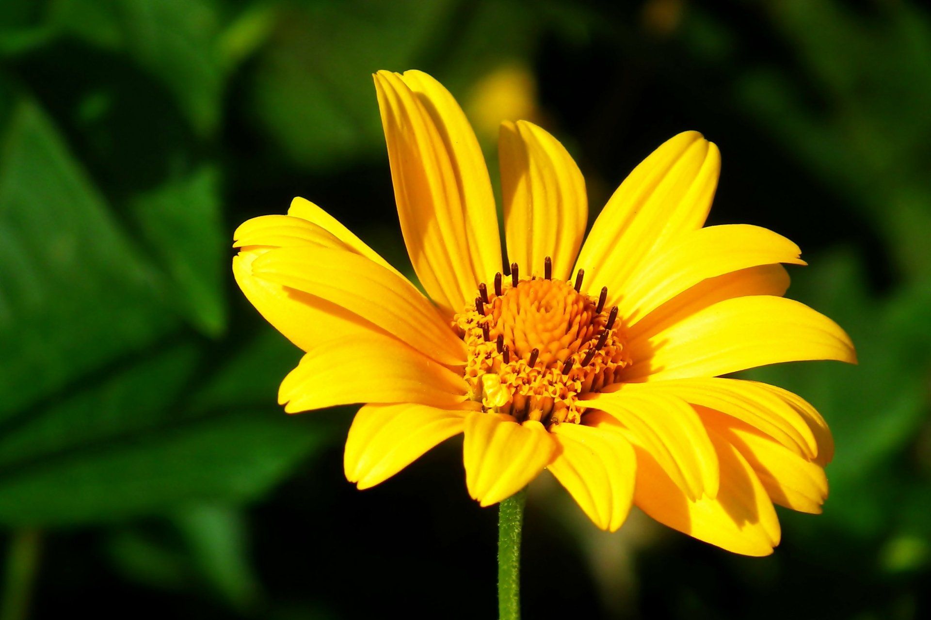 Download Nature Flower HD Wallpaper by MrGajowy3