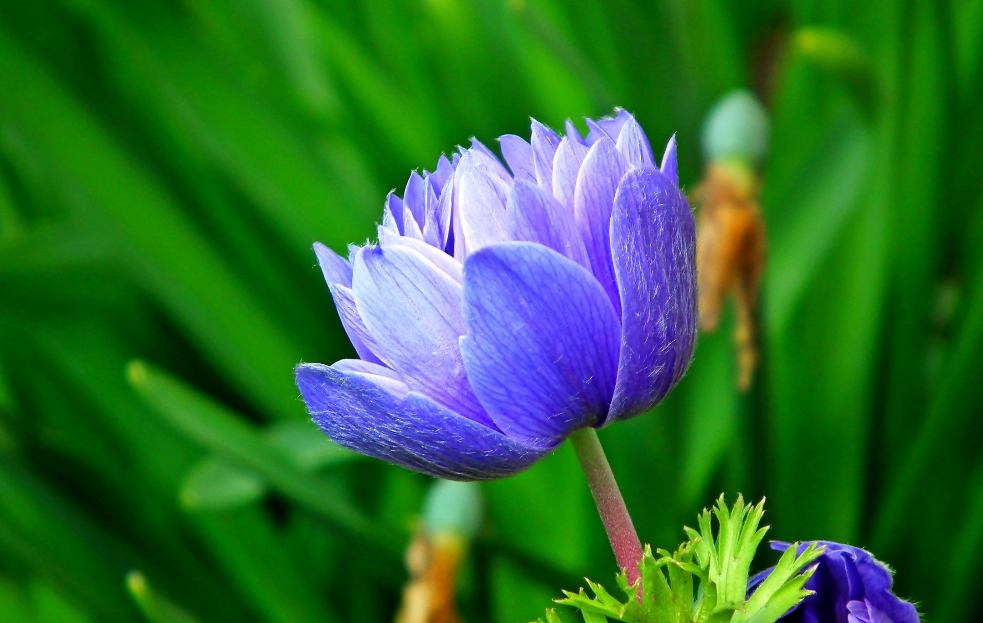 Download Nature Anemone HD Wallpaper by MrGajowy3