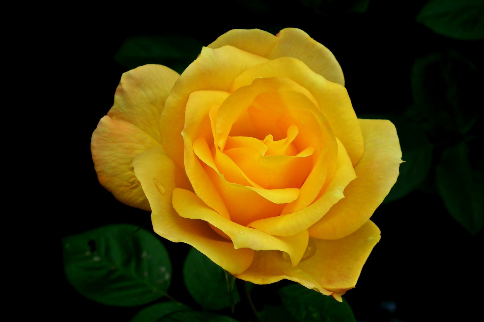 Download Nature Rose HD Wallpaper by MrGajowy3