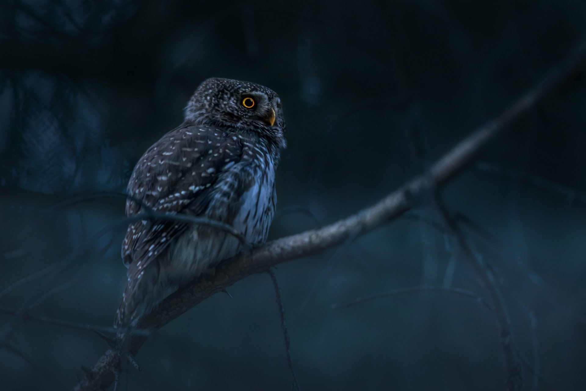 Download Animal Owl 4k Ultra HD Wallpaper by Erik Karits