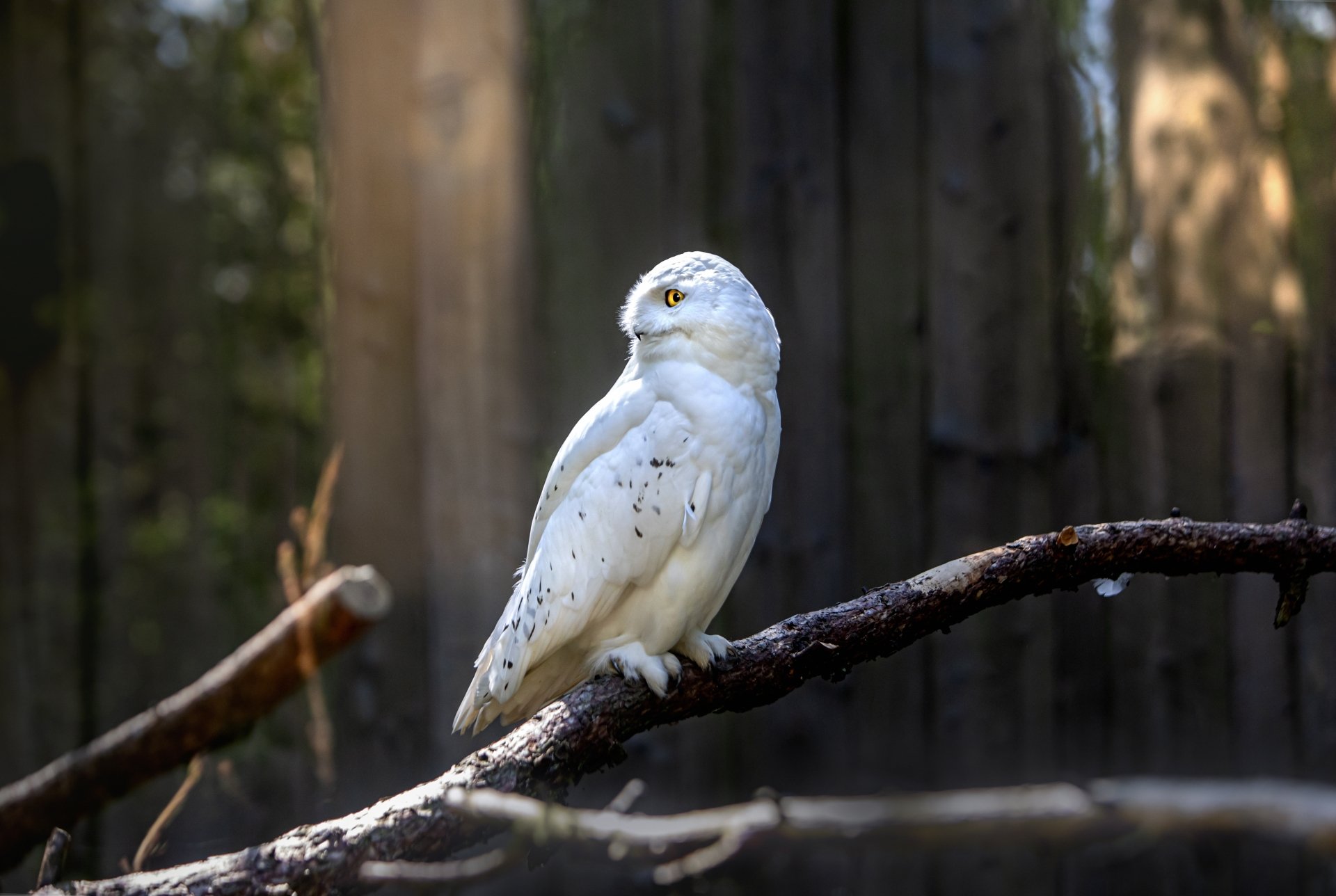 Download Snowy Owl Animal Owl 4k Ultra HD Wallpaper