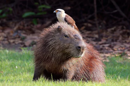 Animal capybara HD Desktop Wallpaper | Background Image