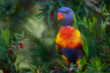 Animal rainbow lorikeet HD Desktop Wallpaper | Background Image