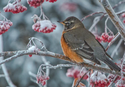 Animal american robin HD Desktop Wallpaper | Background Image