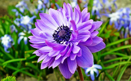nature anemone HD Desktop Wallpaper | Background Image