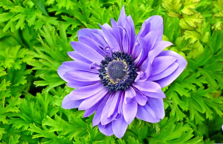 nature anemone HD Desktop Wallpaper | Background Image
