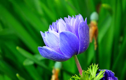 nature anemone HD Desktop Wallpaper | Background Image