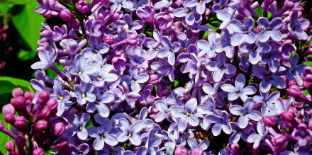 lilac nature flower HD Desktop Wallpaper | Background Image