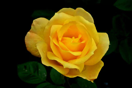 nature rose HD Desktop Wallpaper | Background Image