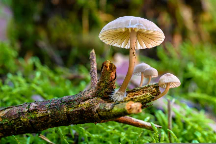 nature mushroom HD Desktop Wallpaper | Background Image