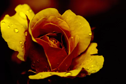 nature rose HD Desktop Wallpaper | Background Image