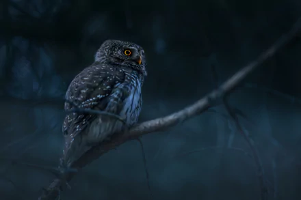 Animal owl HD Desktop Wallpaper | Background Image