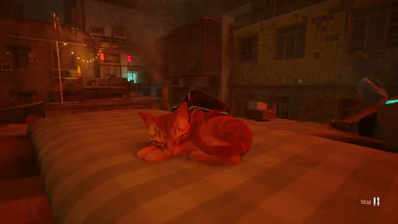 video game Stray HD Desktop Wallpaper | Background Image