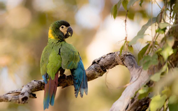 Animal parrot HD Desktop Wallpaper | Background Image
