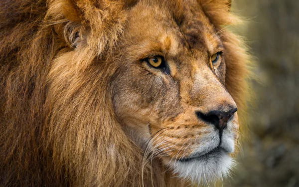 8K Ultra HD PC desktop wallpaper and background: close-up portrait of a male lion with golden mane, piercing eyes and detailed fur against a softly blurred natural backdrop.