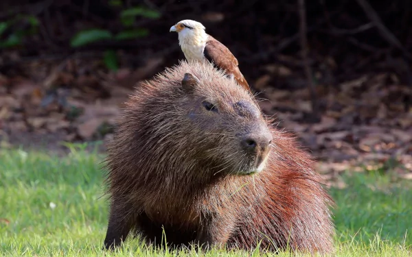 HD PC desktop wallpaper featuring a capybara resting on grass with a bird perched on its back, set against a natural, earthy background.