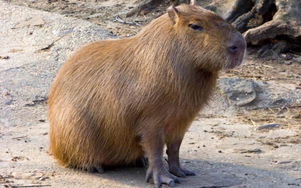 HD PC desktop wallpaper featuring a close-up of a brown capybara sitting on rocky ground in a natural outdoor setting.