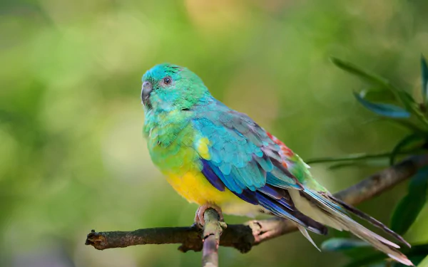 Animal parrot HD Desktop Wallpaper | Background Image