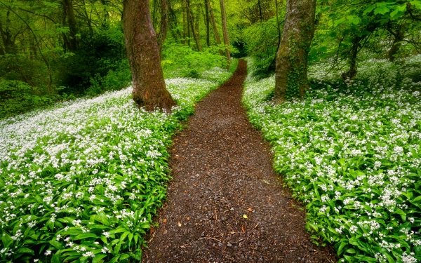 Earth Path HD Wallpaper | Background Image