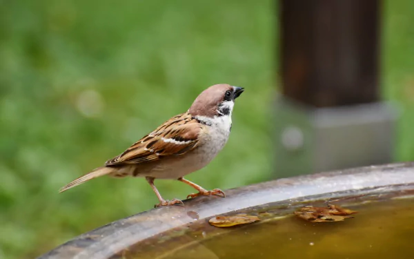 Animal sparrow HD Desktop Wallpaper | Background Image
