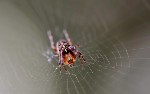 Animal spider HD Desktop Wallpaper | Background Image