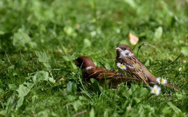 Animal sparrow HD Desktop Wallpaper | Background Image