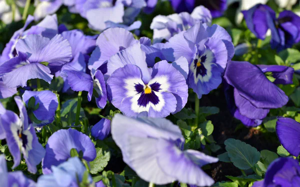 nature violet HD Desktop Wallpaper | Background Image