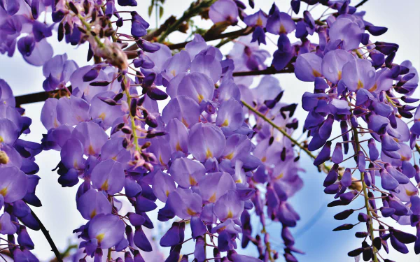 nature wisteria HD Desktop Wallpaper | Background Image