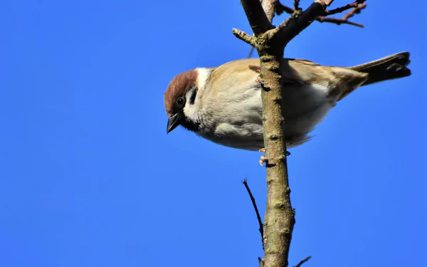 Animal sparrow HD Desktop Wallpaper | Background Image