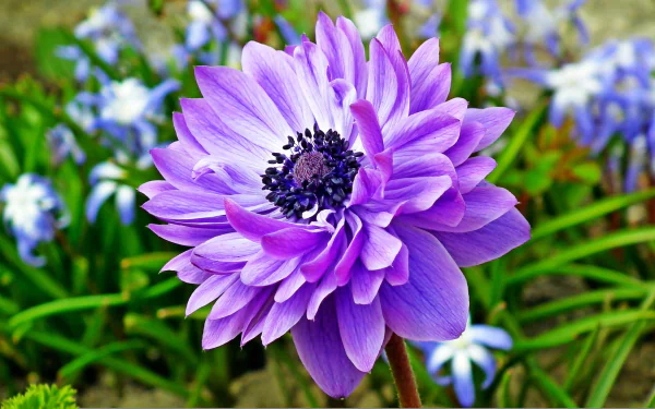 nature anemone HD Desktop Wallpaper | Background Image