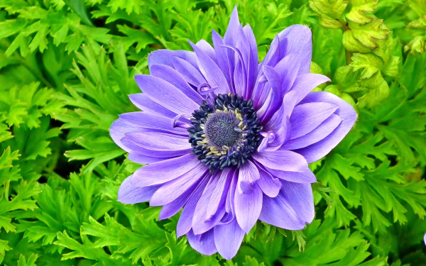 nature anemone HD Desktop Wallpaper | Background Image