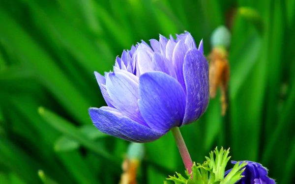 nature anemone HD Desktop Wallpaper | Background Image