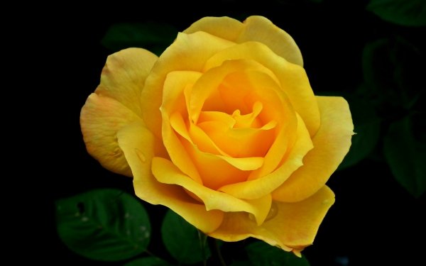 Earth Rose Flowers HD Wallpaper | Background Image