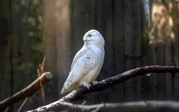 snowy owl Animal owl HD Desktop Wallpaper | Background Image