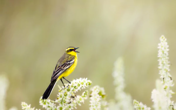 Animal wagtail HD Desktop Wallpaper | Background Image