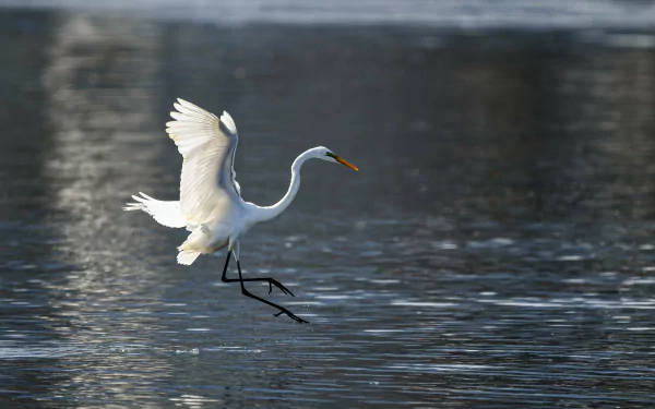 Animal heron HD Desktop Wallpaper | Background Image