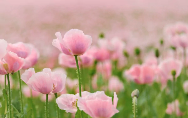 nature poppy HD Desktop Wallpaper | Background Image