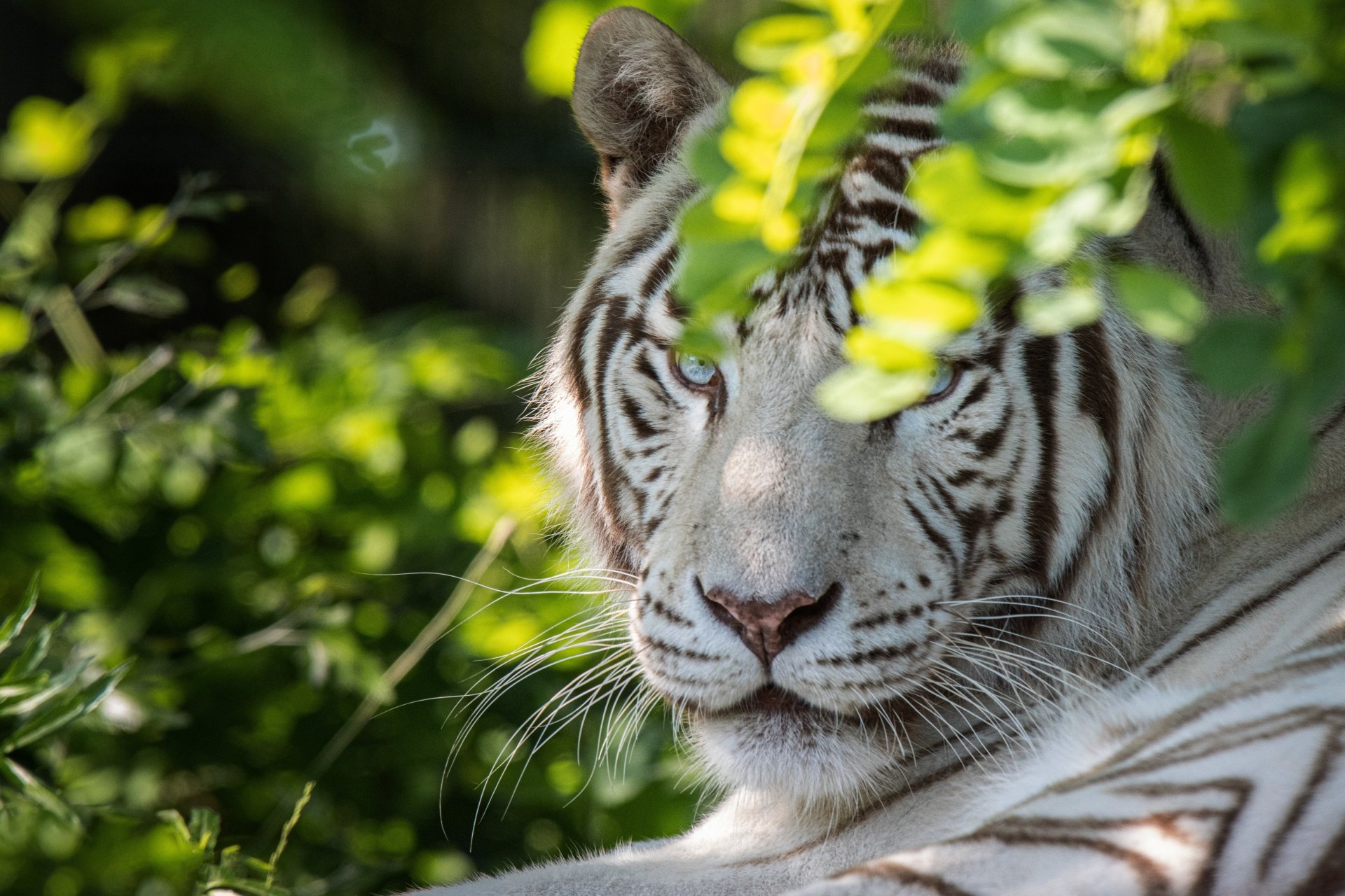 Download Animal White Tiger 4k Ultra HD Wallpaper